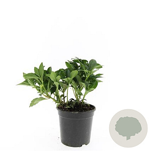 Pachysandra term. 'Green Carpet' GM C1.3