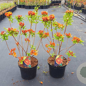 Rhododendron (AK) 'Knaphill Red' 40-50 cm 5,0L
