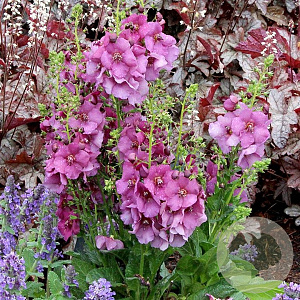 Verbascum 'Plum Smokey' GM P9