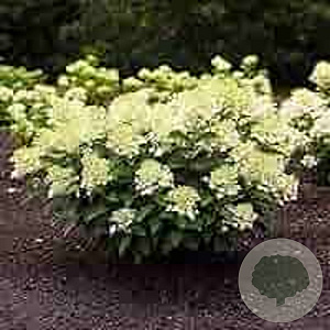 Hydrangea paniculata 'Living Milk & Honey' 40-50 cm 5,0L