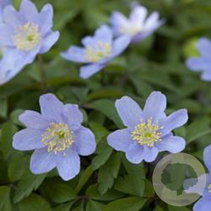 Anemone nem. 'Robinsoniana' GM P9