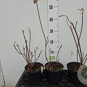 Rhododendron (AM) 'Dr Jacobi' 20-30 cm 2,0L