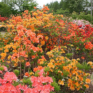 Rhododendron (AZ) mol.(z.) gemengd 20-30 cm 2,0L