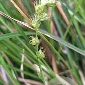 Carex divulsa GM P9
