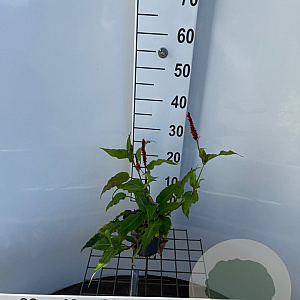 Persicaria a. 'Lisan' 30-40 cm C1.3