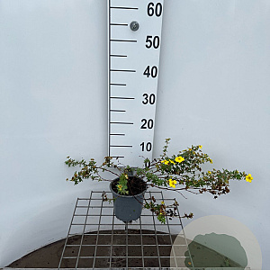 Potentilla f. 'Medic. Wheel Mount.' 30-40 cm C1.3
