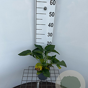 Rudbeckia f. 'Goldschirm' 25-30 cm C1.3