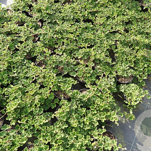 Rubus pentalobus 'Emerald Carpet' 30-40 cm C1.3
