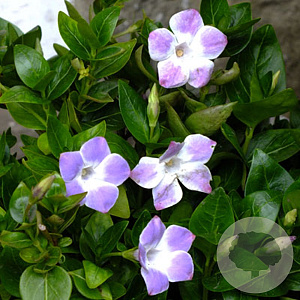 Vinca difformis GM P9