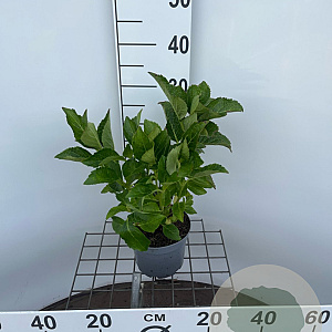 Hydrangea macrophylla 'Masja' 25-30 cm 2,0L