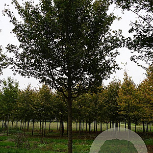 Acer campestre 'Pasquali select' 12-14 HO container