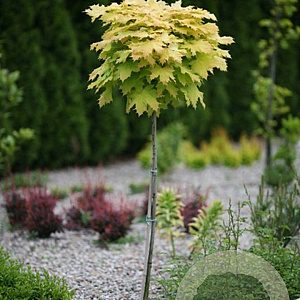 Acer plat. 'Golden Globe' 12-14 HO container 225 cm stam