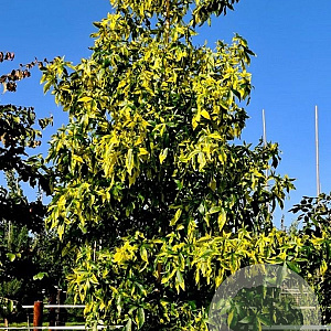 Liquidambar s. 'Aurea' 8-10 HO container