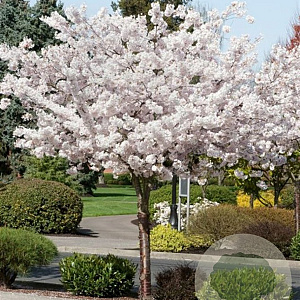 Prunus ser. 'Shirotae' 10-12 HO container