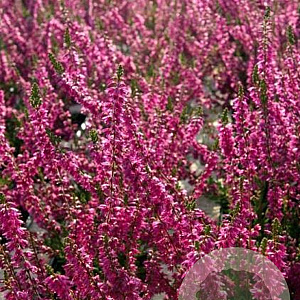 Calluna v. 'Allegretto' GM P9.5 2 jaar