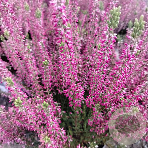Calluna v. 'Lore' GM P10,5