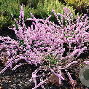 Calluna v. 'Peter Sparkes' GM P9.5