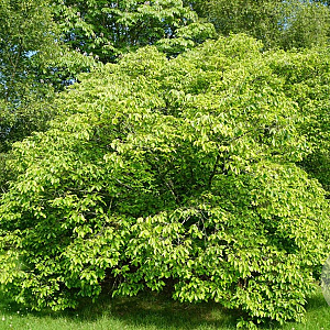 Celtis sinensis 12-14 HO draadkluit 2x verplant