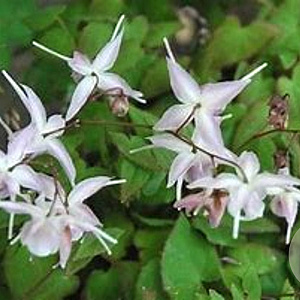 Epimedium gr. 'Akebono' GM C1.5