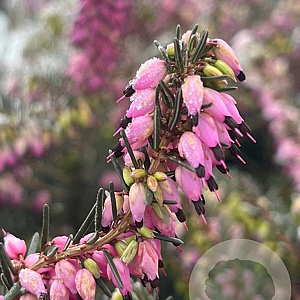 Erica darl. 'Phoebe' GM P9.5