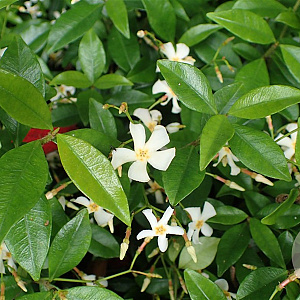 Trachelospermum asiaticum GM C1.5