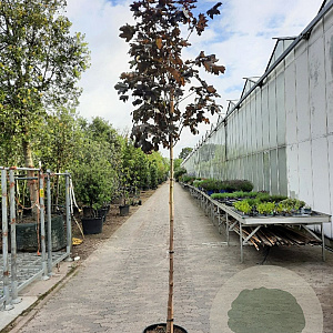 Acer plat. 'Crimson King' 160 cm stam container 8-10