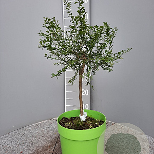 Citrus australasica 50-60 cm 4,0L