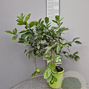 Citrus latifolia 50-60 cm 4,0L