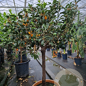 Citrus margarita 100-110 cm 20L stam