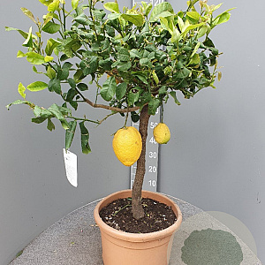Citrus medica 100-110 cm 20L stam