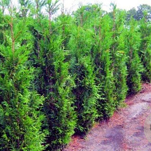 Thuja plicata 'Martin' 100-125 cm met kluit 30-40 haagplant