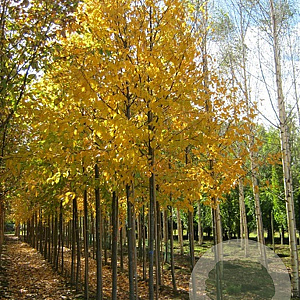Betula lenta 18-20 HO draadkluit