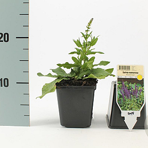 Salvia nem. 'Blaukönigin' GM P9
