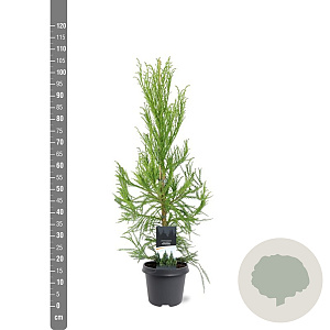 Cryptomeria j. 'Kitayama' 80-100 cm 5,0L
