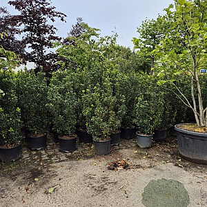 ilex meserveae' Heckenstar' 140-160 cm container