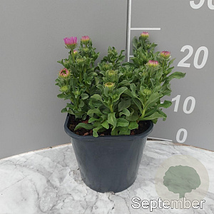 Erigeron gl. 'Sea Breeze' GM 2,0L