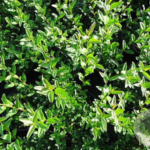 Ligustrum vulg. 'Liga' 60-80 cm 12L overjarig