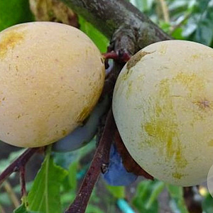 Prunus domestica 'Dubbele Boerenwitte' 16-18 cm draadkluit