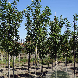 Prunus serrulata 'Sunset Boulevard' 14-16 HO draadkluit