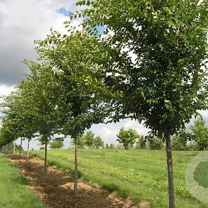Ulmus Triumph 20-25 HO draadkluit