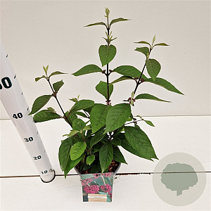 Callicarpa bod. 'Profusion' 20-30 cm 2,5L