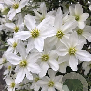 Clematis 'Avalanche' 175-200 cm 20L
