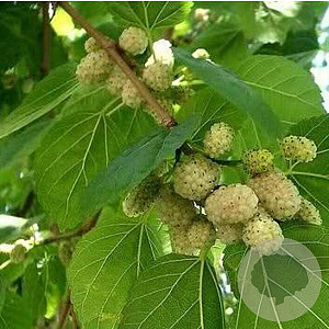 Morus alba 'White Berry' 10-12 HO container