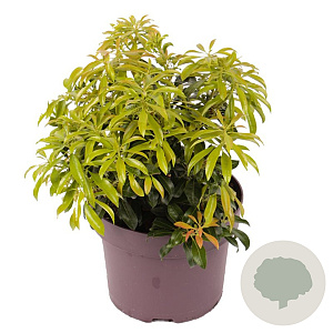 Pieris jap. 'Valley Rose' 25-30 cm 5,0L