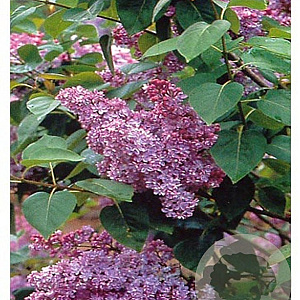 Syringa v. 'Belle de Nancy' 200-250 cm container solitair