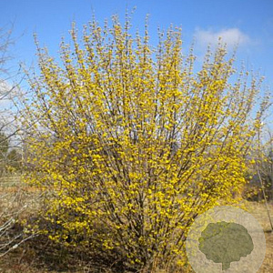 Cornus mas 'Fastigiata' 8-10 HO container