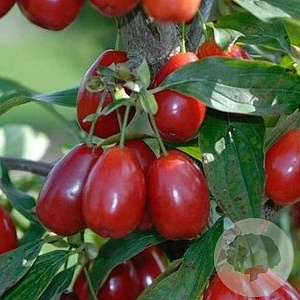 Cornus mas 'Kasanlak' 8-10 HO container