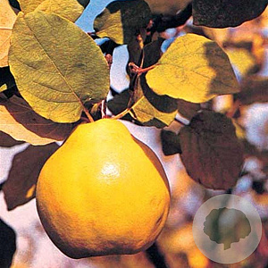 Cydonia o. 'Leskovacka' 10-12 HA container