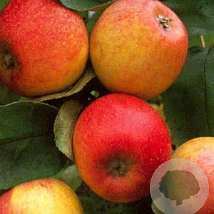 Malus d. 'Alkmene' 10-12 HA container