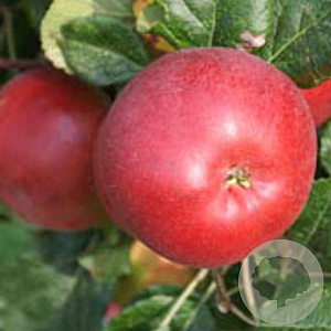 Malus d. 'Red Devil' 10-12 HA container
